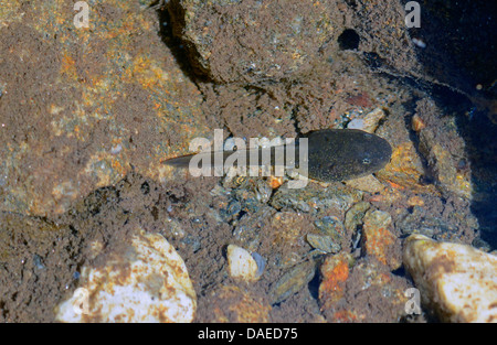 Italienische Stream Frosch (Rana Italica), Kaulquappe des italienischen Stream Frosches, Italien, Calabrien Stockfoto