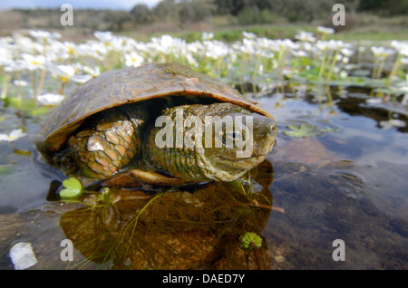 Maurish Schildkröte, mediterrane Schildkröte (Mauremys Leprosa) in Rio Almonte mit blühender Hahnenfuß, Ranunculus Peltatus, Spanien, Extremadura Stockfoto
