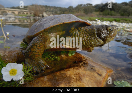 Maurish Schildkröte, mediterrane Schildkröte (Mauremys Leprosa) in Rio Almonte mit blühender Hahnenfuß, Ranunculus Peltatus, Spanien, Extremadura Stockfoto
