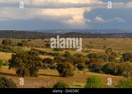 Landschaft der Extremadura im zentralen Spanien, Spanien, Extremadura Stockfoto