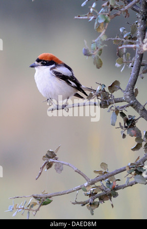 Rotkopfwürger (Lanius Senator), sittin auf einer Eiche, Spanien, Extremadura Stockfoto