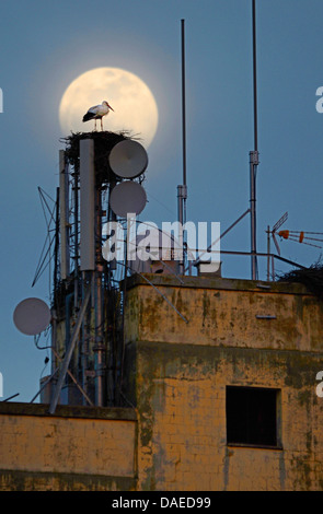 Weißstorch (Ciconia Ciconia), vor Vollmond auf seinem Nest auf einem Garner mit Satelliten-Terrinen, Spanien, Extremadura, Torrejon el Rubio Stockfoto