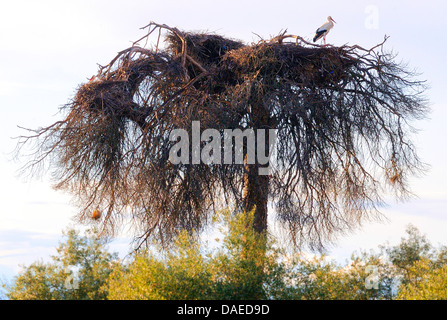 Weißstorch (Ciconia Ciconia), weiße Storch in sein Nest auf einer toten Kiefer, Spanien, Extremadura Stockfoto