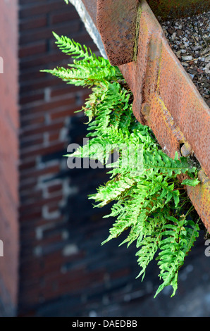 gemeinsamen Maisöl (Polypodium Vulgare Agg.), wachsen auf einem stehlen Strahl von einer Industriebrache, Duisburg, Ruhrgebiet, Nordrhein-Westfalen, Deutschland Stockfoto