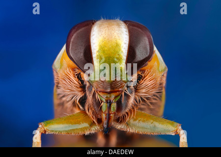Backswimmers, Wasser Schiffer (Notonecta spec.), Porträt, Deutschland Stockfoto