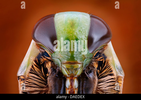 Backswimmers, Wasser Schiffer (Notonecta spec.), Porträt, Deutschland Stockfoto