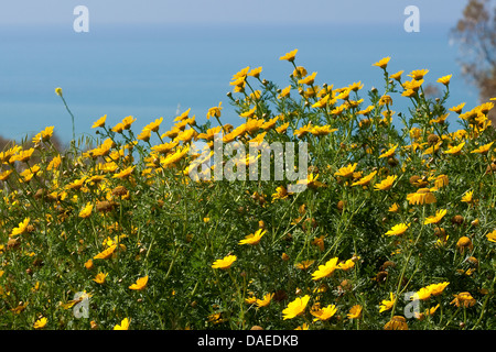 Crown Daisy, Garland Chrysantheme (Chrysanthemum Coronarium), blühen, Italien Stockfoto