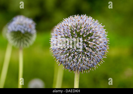 Russische Globe Thistle, großer Globus-Distel (Echinops Exaltatus), blühen, Deutschland Stockfoto