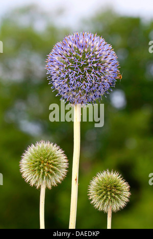 Russische Globe Thistle, großer Globus-Distel (Echinops Exaltatus), blühen, Deutschland Stockfoto