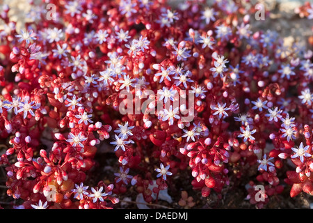 Sky Stein-Ernte, babyblau Stein-Ernte, Red Leaf Stein-zuschneiden, Himmel Fetthenne, babyblau Fetthenne, Mauerpfeffer Azure, Azure Stein-Ernte, blaue Fetthenne, blauen Stein-zuschneiden, Red Leaf Fetthenne (Sedum Caeruleum), blühen Stockfoto