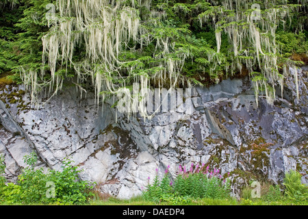 Westliche Hemlocktanne (Tsuga Heterophylla), mit Bart Flechten, Usnea Longissima, Kanada, British Columbia, Tongass National Forest Stockfoto