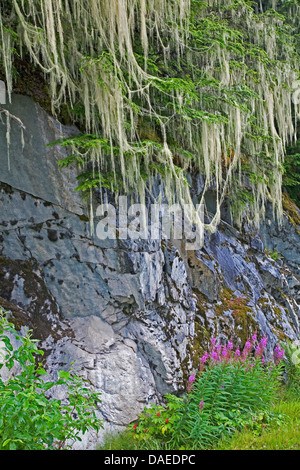 Westliche Hemlocktanne (Tsuga Heterophylla), mit Bart Flechten, Usnea Longissima, Kanada, British Columbia, Tongass National Forest Stockfoto