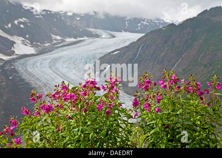 breitblättrigen Weiden-Kraut, rot Weide-Kraut, Fluss Schönheit (Epilobium Latifolium), blühen am Salmon Glacier, Kanada, British Columbia, Tongass National Forest, Misty Fjords National Monument Stockfoto