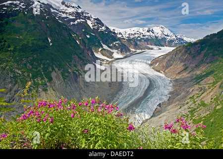 breitblättrigen Weiden-Kraut, rot Weide-Kraut, Fluss Schönheit (Epilobium Latifolium), blühen am Salmon Glacier, Kanada, British Columbia, Tongass National Forest, Misty Fjords National Monument Stockfoto