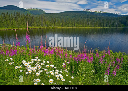 Weidenröschen, blühenden Sally, Rosebay Weide-Kraut, große Weide-Kraut (Epilobium Angustifolium, Chamaenerion Angustifolium), Weidenröschen und Oxeye Daisy gute Hoffnung sehen, Kanada, British Columbia Stockfoto