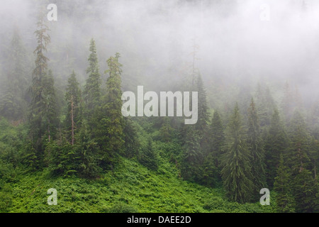 Berg-Hemlocktanne (Tsuga Mertensiana), Wabern Nebelschwaden im Bergwald, USA, Alaska, Misty Fjords National Monument Stockfoto