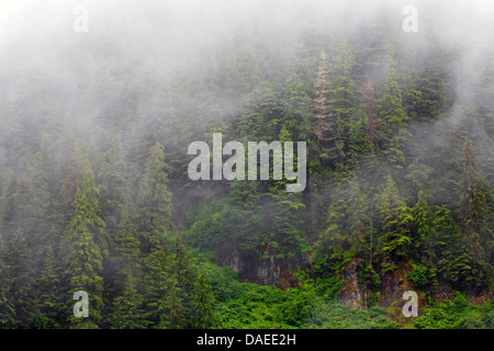 Berg-Hemlocktanne (Tsuga Mertensiana), Wabern Nebelschwaden im Bergwald, USA, Alaska, Misty Fjords National Monument Stockfoto