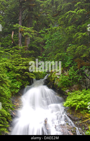 Berg-Hemlocktanne (Tsuga Mertensiana), Wasserfall im Bergwald, USA, Alaska, Tongass National Forest, Misty Fjords National Monument Stockfoto