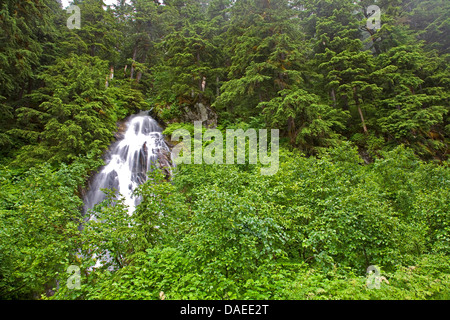 Berg-Hemlocktanne (Tsuga Mertensiana), Wasserfall im Bergwald, USA, Alaska, Tongass National Forest, Misty Fjords National Monument Stockfoto