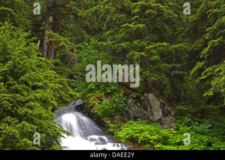 Berg-Hemlocktanne (Tsuga Mertensiana), Wasserfall im Bergwald, USA, Alaska, Tongass National Forest, Misty Fjords National Monument Stockfoto