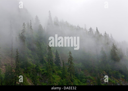 Berg-Hemlocktanne (Tsuga Mertensiana), Wabern Nebelschwaden im Bergwald, USA, Alaska, Misty Fjords National Monument Stockfoto