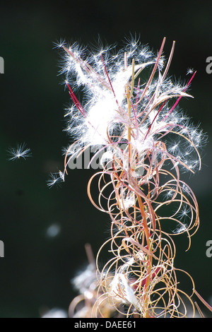 Rose Bay Willow Herb Dispergieren Samen im spät Sommer Sonne Stockfoto