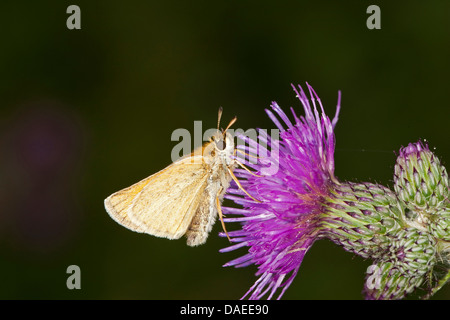 kleine Skipper (Thymelicus Sylvestris, Thymelicus Flavus), auf einer Distel, Deutschland Stockfoto