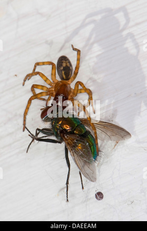 Fenster-Spitzen-Weber (Amaurobius Fenestralis Oder Amaurobius Similis), weiblichen Gefangenen grüne Flasche Fliege, Deutschland Stockfoto