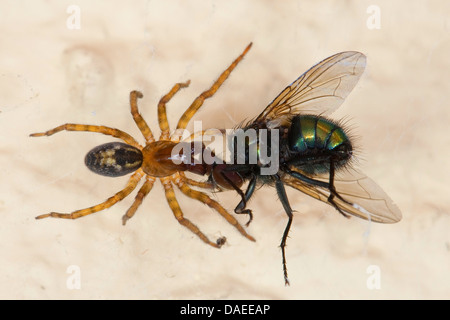 Fenster-Spitzen-Weber (Amaurobius Fenestralis Oder Amaurobius Similis), weiblichen Gefangenen grüne Flasche Fliege, Deutschland Stockfoto
