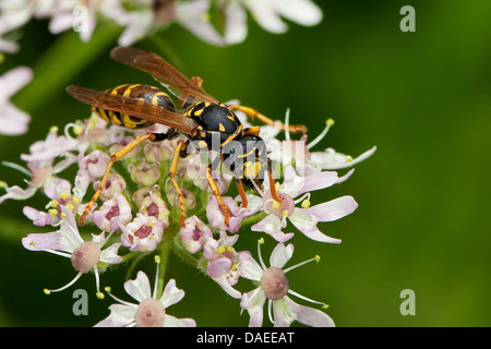 Paper Wasp (Polistes Gallicus, Polistes Dominulus), sitzt auf einem Doldengewächse, Deutschland Stockfoto