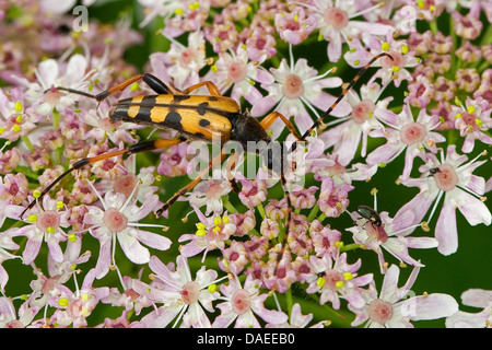 Spotted Longhorn, gelb-schwarz Longhorn Beetle (Strangalia Maculata, Stenurella Maculata, Leptura Maculata, Rutpela Maculata), sitzen auf Stängelpflanzen, Deutschland Stockfoto