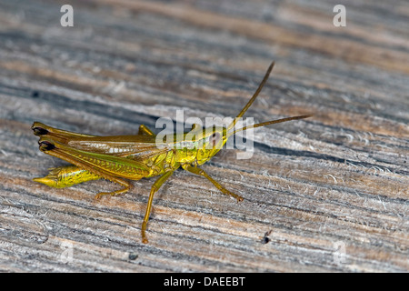 große goldene Heuschrecke (Chrysochraon Dispar), Männlich, Deutschland Stockfoto