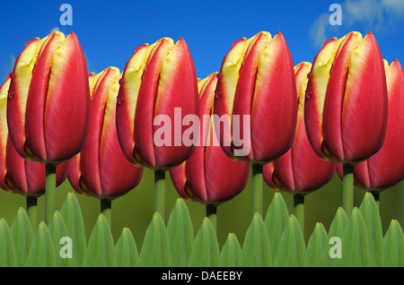 Tulipa Apeldoorn Elite Stockfoto