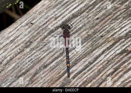 White-faced Darter, White-faced Libelle (Leucorrhinia Dubia, Leucorhinia Dubia), Männlich, sitzen auf Holz, Deutschland Stockfoto