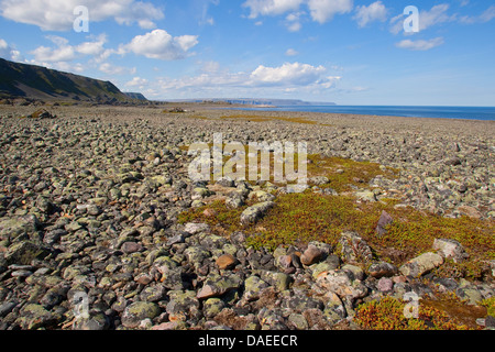Felsbrocken bedeckt mit Flechten an der Küste Norwegens, Varanger-Halbinsel, Lappland Stockfoto