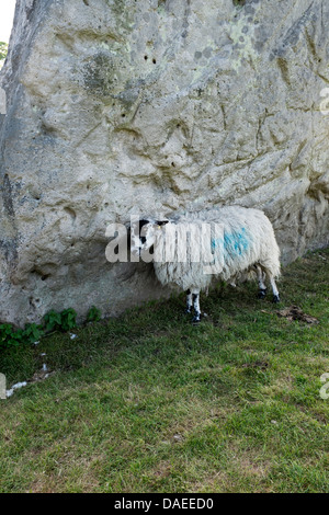 Schafe in einem Standing Stones in Avebury Stockfoto