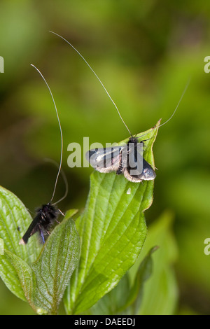 Grün Longhorn, grüne Long-Horn (Adela Reaumurella, Phalaena Reaumurella, Phalaena Viridella, Adela Viridella), Männchen auf den Blättern, Deutschland Stockfoto