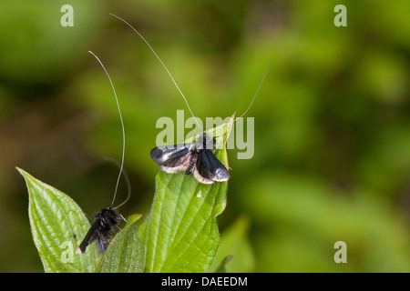 Grün Longhorn, grüne Long-Horn (Adela Reaumurella, Phalaena Reaumurella, Phalaena Viridella, Adela Viridella), Männchen auf den Blättern, Deutschland Stockfoto