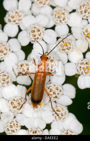 Gemeiner Roter Soldat-Käfer Blutsauger-Käfer-Hogweed-Beinkäfer (Rhagonycha fulva), auf einer Schafgarbe, Deutschland Stockfoto