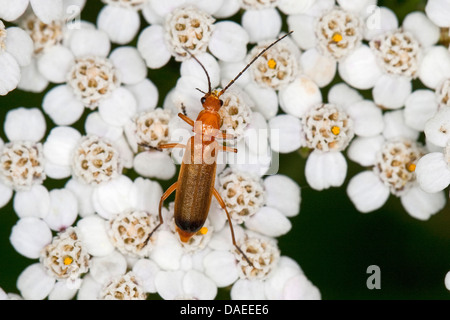 Gemeiner Roter Soldat-Käfer Blutsauger-Käfer-Hogweed-Beinkäfer (Rhagonycha fulva), auf einer Schafgarbe, Deutschland Stockfoto