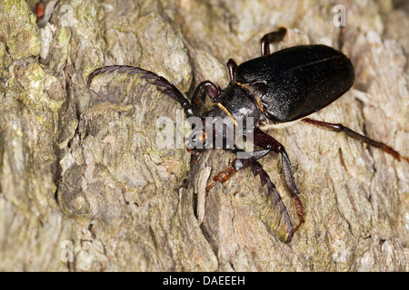 Prionus Longhorn Beetle, größere britische Longhorn, der Gerber, Sawyer (Prionus Coriarius), Männchen mit typischen Antennen, Deutschland Stockfoto