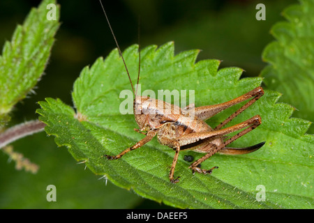 dunkle Bushcricket (Pholidoptera Griseoaptera, Thamnotrizon Cinereus), sitzt auf einem Blatt, Deutschland Stockfoto