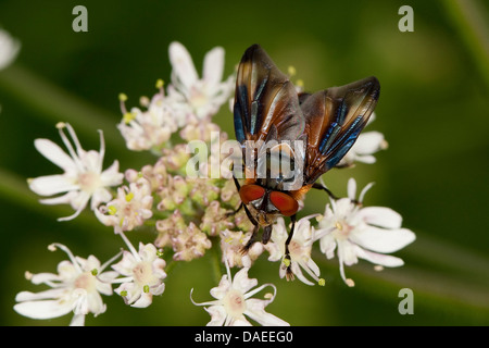 Parasit-Fliege (Phasia Hemiptera, Alophora Hemiptera), Männlich, sitzt auf einem Doldengewächse, Deutschland Stockfoto