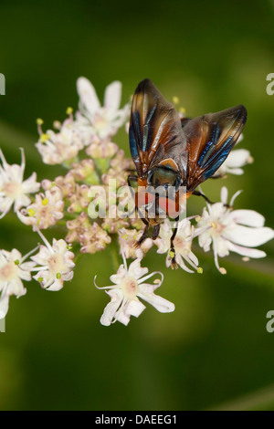 Parasit-Fliege (Phasia Hemiptera, Alophora Hemiptera), Männlich, sitzt auf einem Doldengewächse, Deutschland Stockfoto