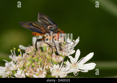 Parasit-Fliege (Phasia Hemiptera, Alophora Hemiptera), Männlich, sitzt auf einem Doldengewächse, Deutschland Stockfoto