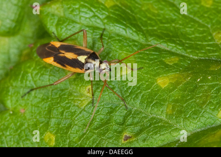 Twospotted Grass Bug, zwei-spotted Rasen Bug, 2 entdeckt Rasen Fehler (Stenotus Binotatus), sitzt auf einem Blatt, Deutschland Stockfoto