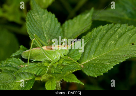 zuckenden grünen Bushcricket (Tettigonia Cantans), Männlich, Deutschland Stockfoto