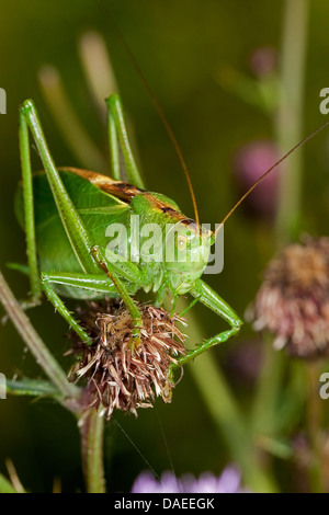 zuckenden grünen Bushcricket (Tettigonia Cantans), männliche an einer Pflanze, Deutschland Stockfoto