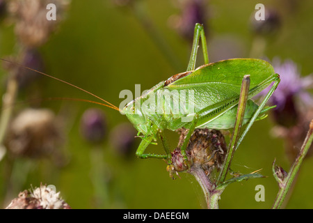 zuckenden grünen Bushcricket (Tettigonia Cantans), männliche sitzt auf einer Pflanze, Deutschland Stockfoto