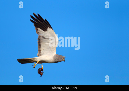 Kornweihe (Circus Cyaneus), männliche fliegen mit Beute, Niederlande, Texel Stockfoto